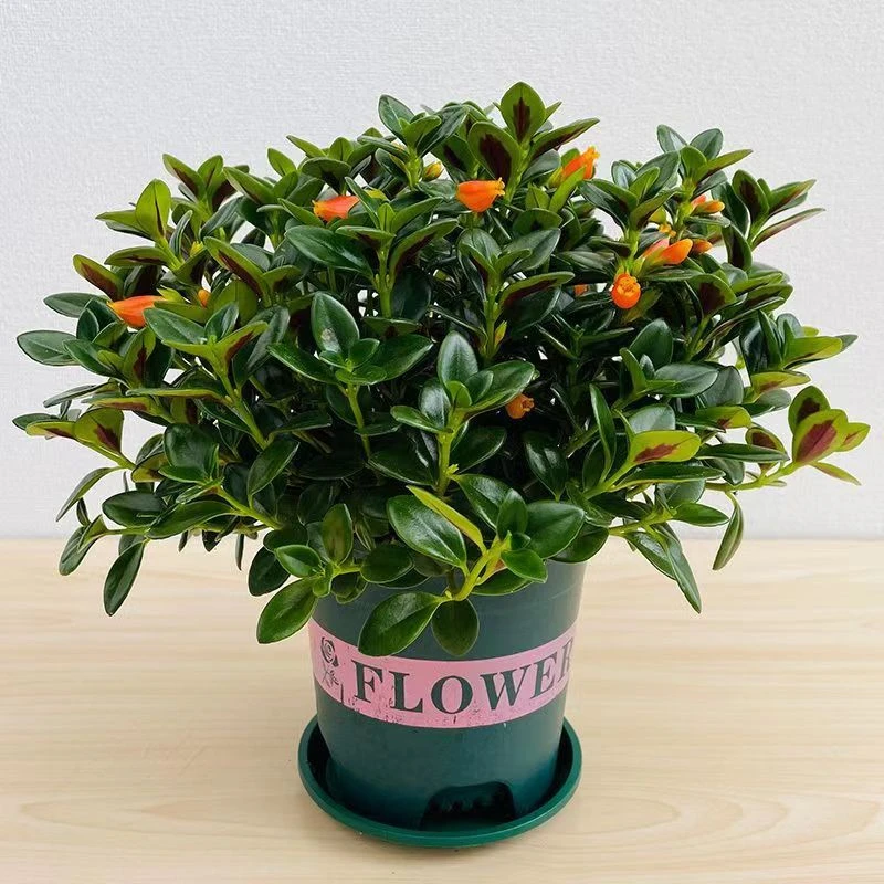 花草季【金鱼吊兰】桌面盆栽四季开花常绿好养净化空气清新风格