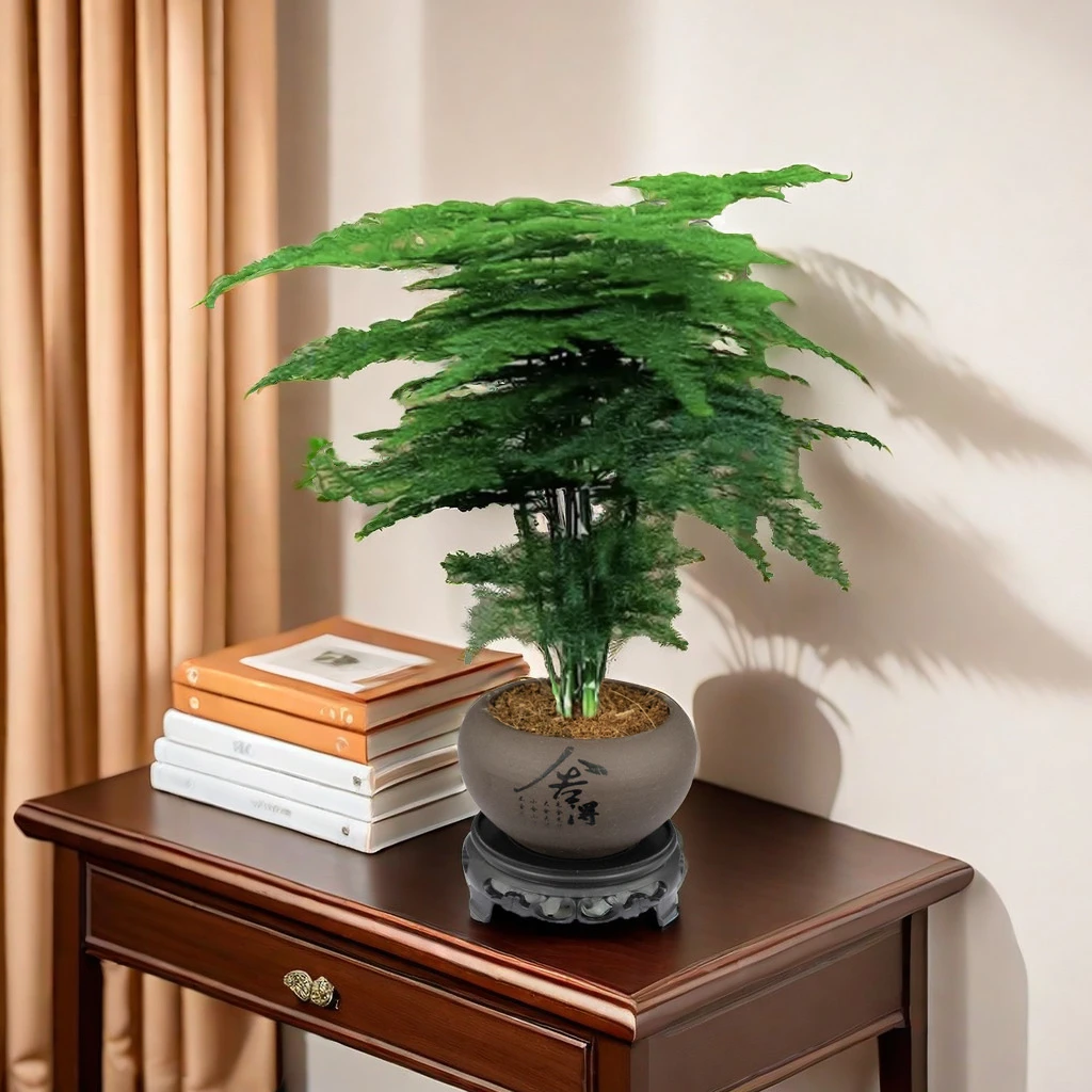 文竹盆栽植物室内净化空气办公室绿植花卉盆栽盆景四季常青小盆栽