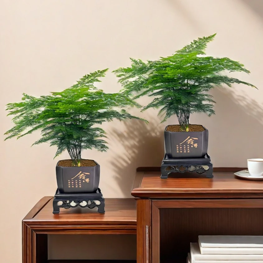 【买一送一】文竹室内绿植办公室桌面摆件盆栽优雅翠绿寓意禅意竹子
