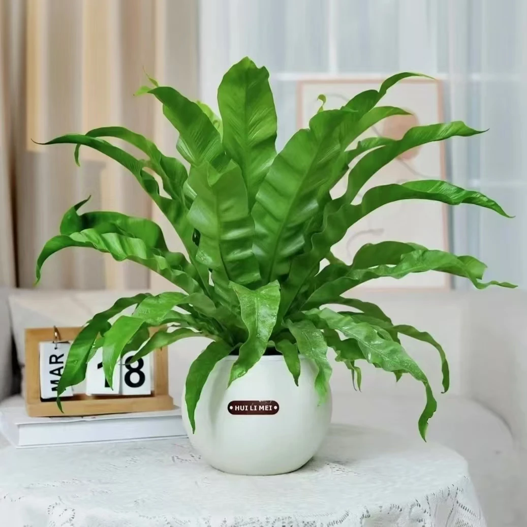 鸟巢蕨懒人吸水盆展叶鸟巢室内桌面耐阴盆栽植物净化空气好养