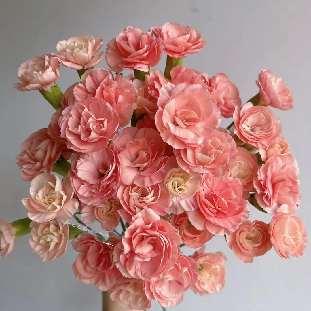 高品质多丁康乃馨