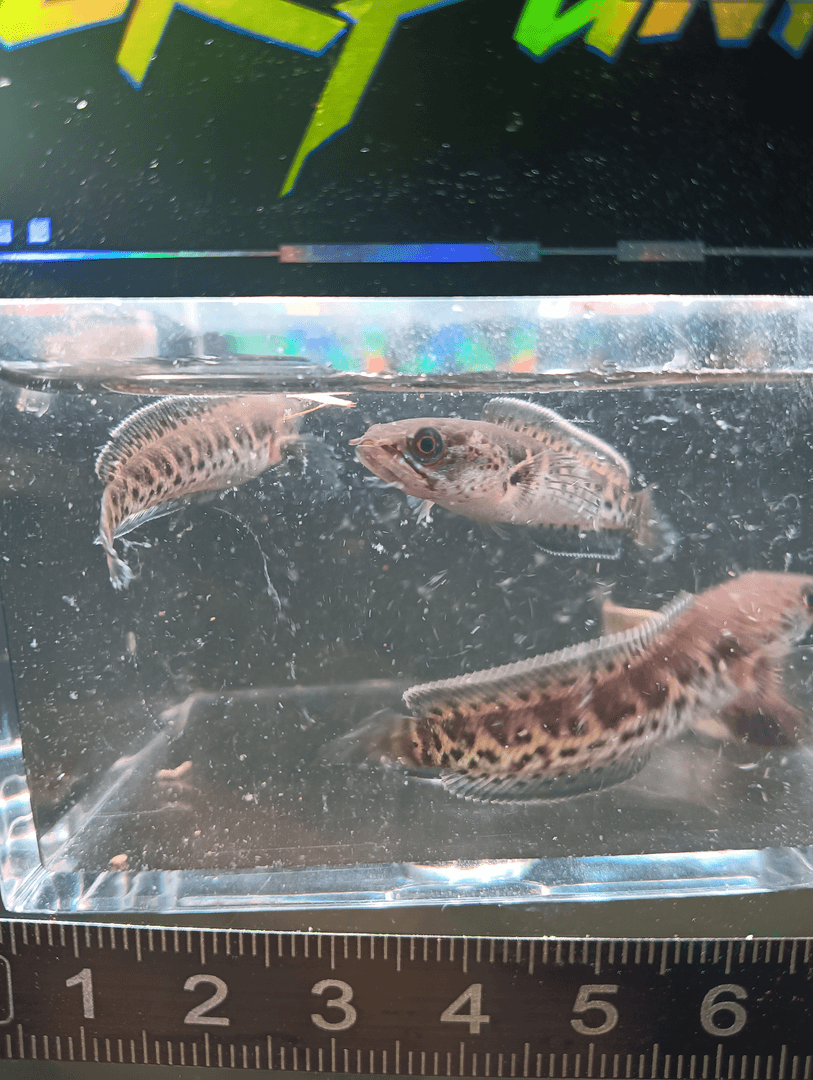 黄金眼镜蛇苗3-5cm