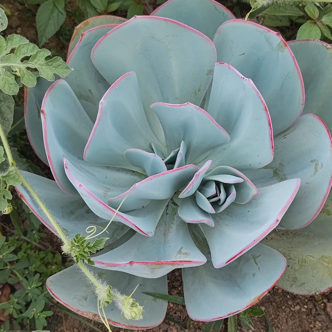 布洛克林的蓝，满28包邮