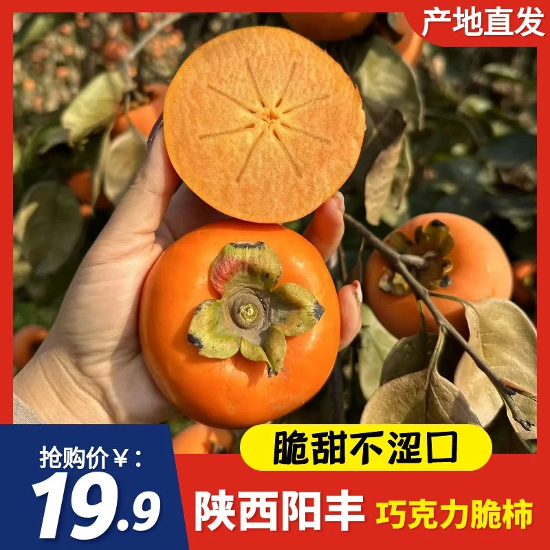 正宗阳丰巧克力脆柿子水果脆甜冰糖心硬柿子新鲜冰糖心无核现摘5