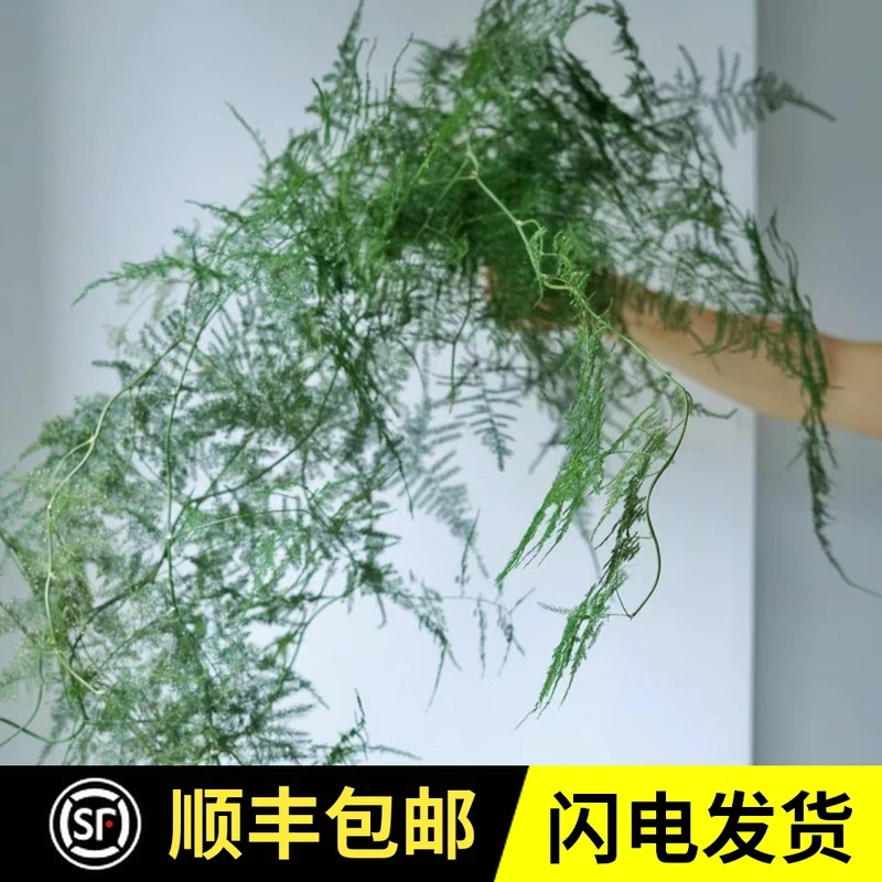 文竹鲜花配草云南鲜花基地直发结婚婚庆家庭公司生活水养用花