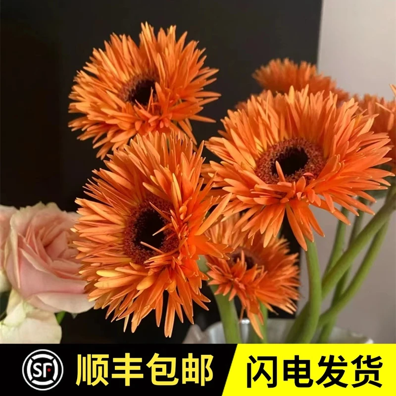 非洲菊扶郎花太阳花拉丝菊绿植鲜花基地直发紫色开业水养花插花