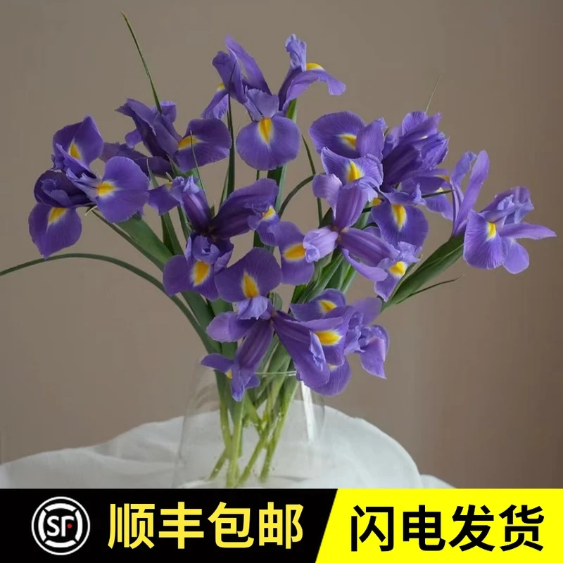 鸢尾花云南鲜花基地直发情人节家庭公司水养用花