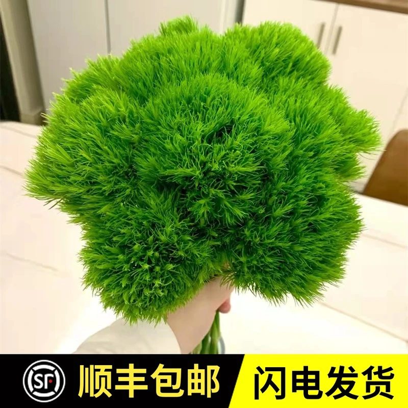 绿毛球鲜切花云南基地直发母亲节情人节家庭办公室插花婚庆花店花
