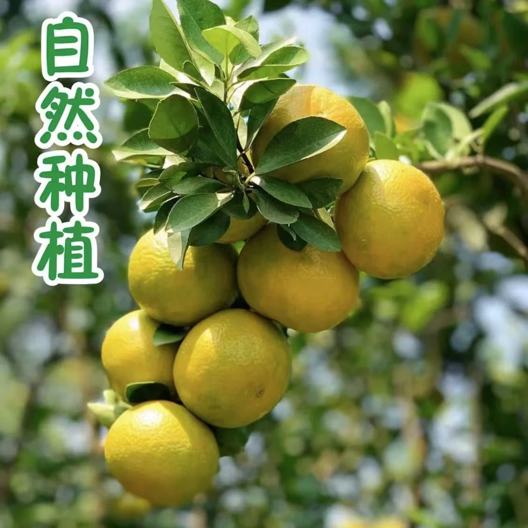 皮薄爆汁包邮皇帝柑清甜化渣皇帝柑高货A