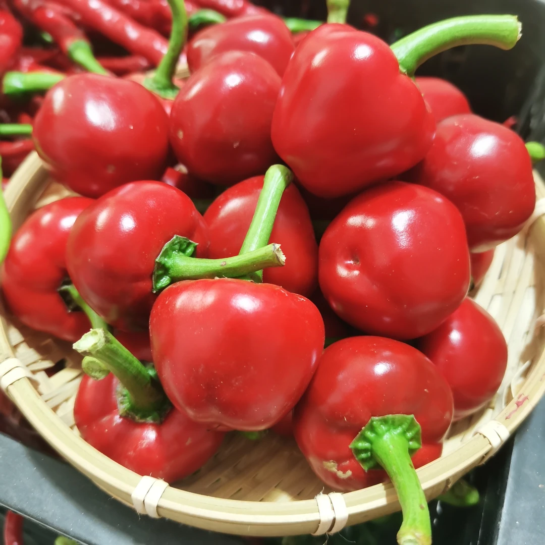 贵州露天种植特色珠子椒、坛子椒、泡椒牛蛙，现摘现发净含量3斤