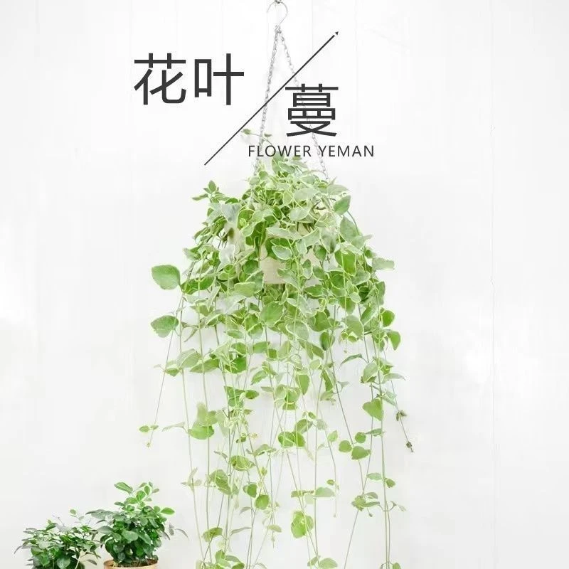 【花屿】适合懒人养的四季花 花叶蔓 吊兰懒人花卉绿植鲜花垂吊植物