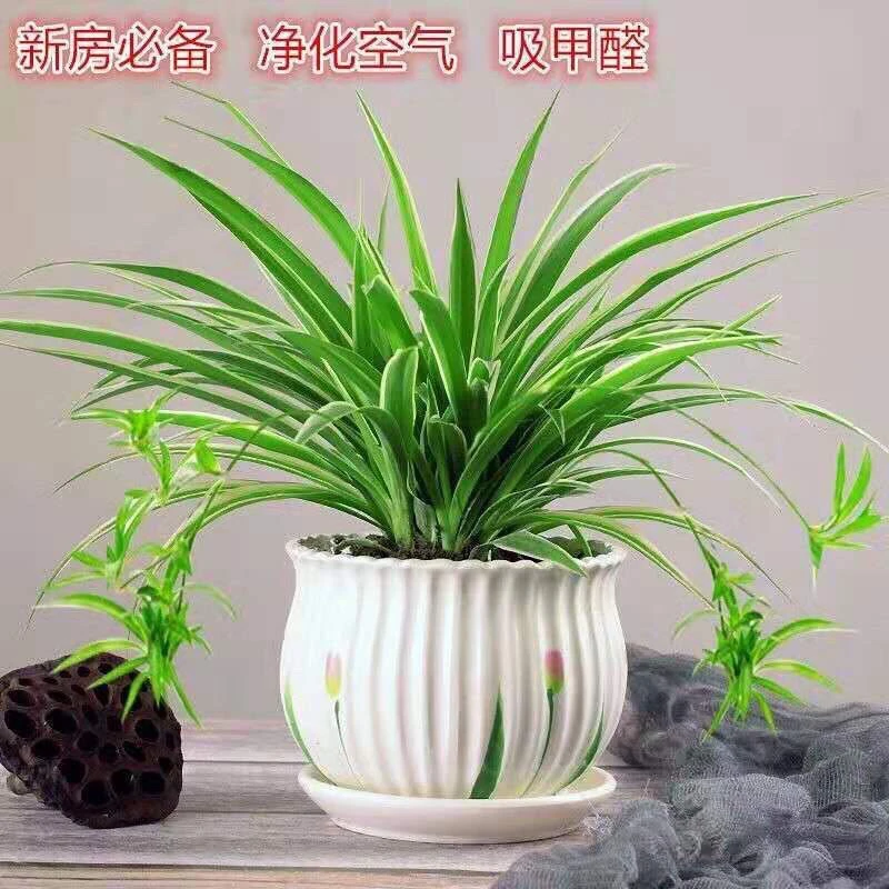 金边吊兰 花叶蔓 吊兰易成活去甲醛吸附灰尘净化空气土壤绿植盆栽
