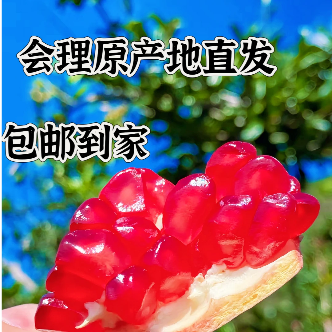 四川会理突尼斯软籽石榴现摘现发新鲜水果坏果包赔