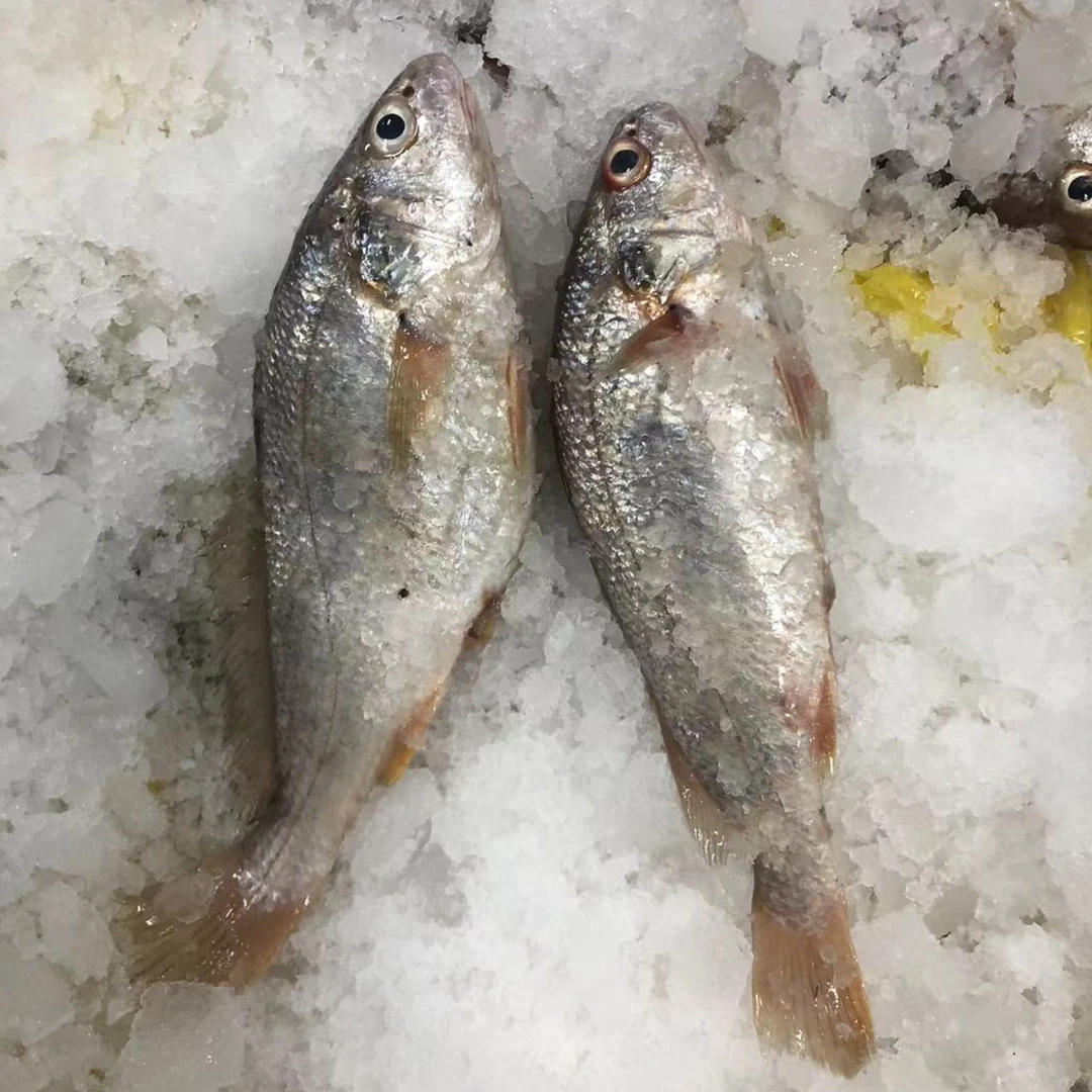 【霞浦海鲜】黄姑鱼 新鲜海捕海鱼黄姑鱼 冷链空运运输