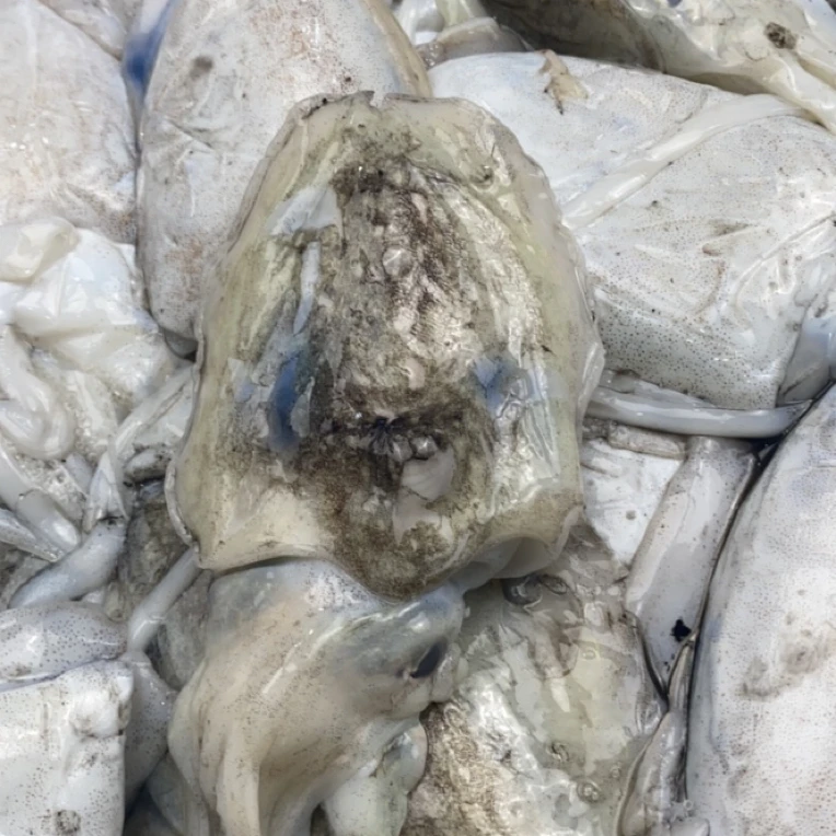 新鲜海捕目鱼冷链空运输