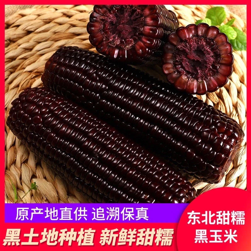 2024年新鲜采摘黑糯玉米12支*200g-220g/支软糯拉丝厂家直发