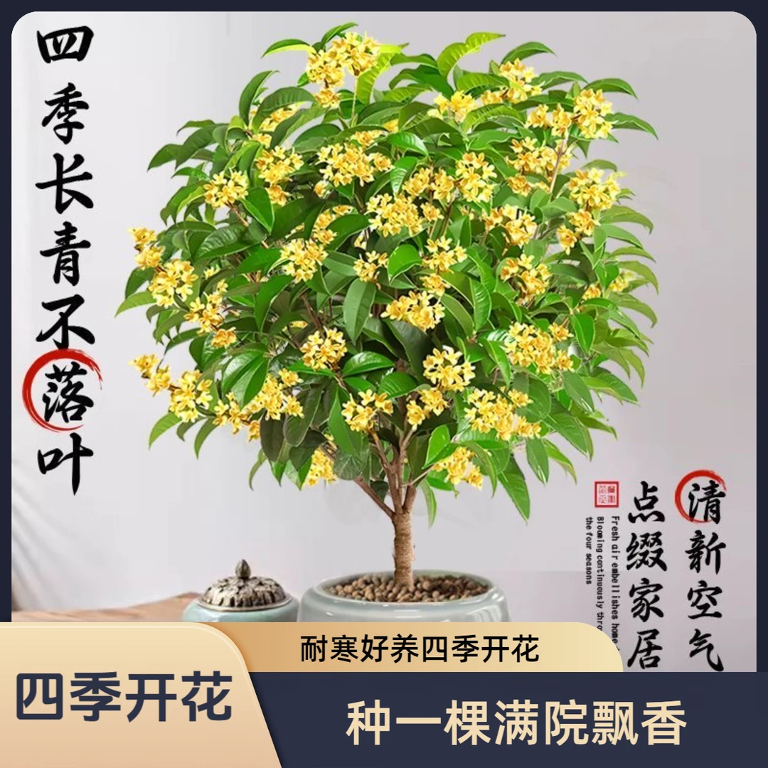 【双11】四季黄金桂浓香型耐寒好养四季桂花四季开花庭院阳台室内