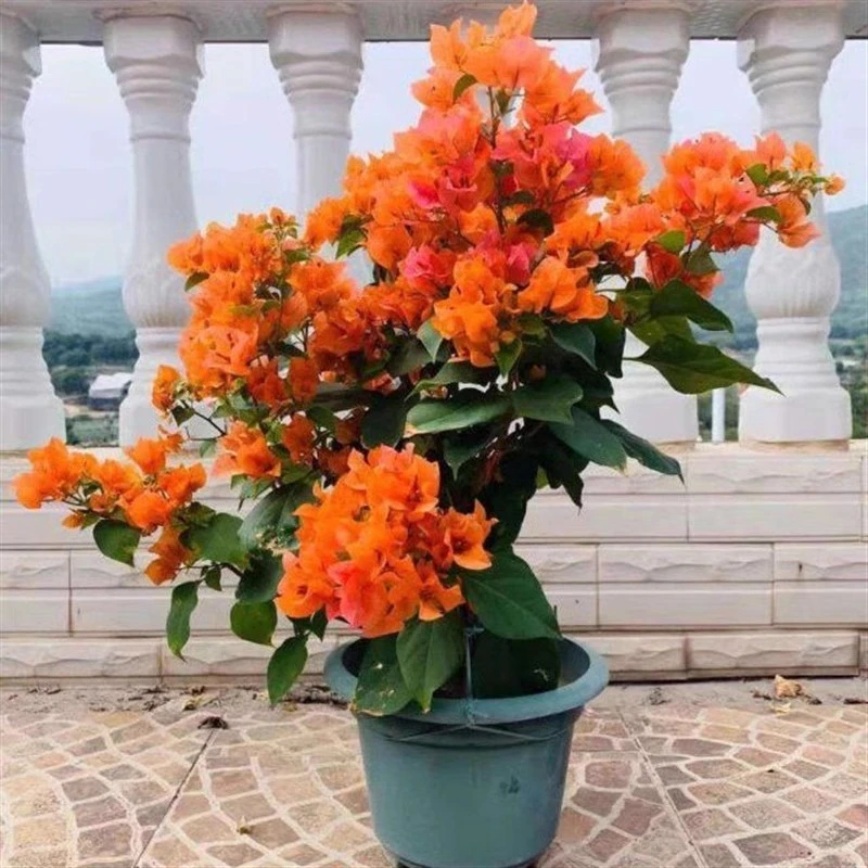 绿叶橙三角梅带花发货四季开花