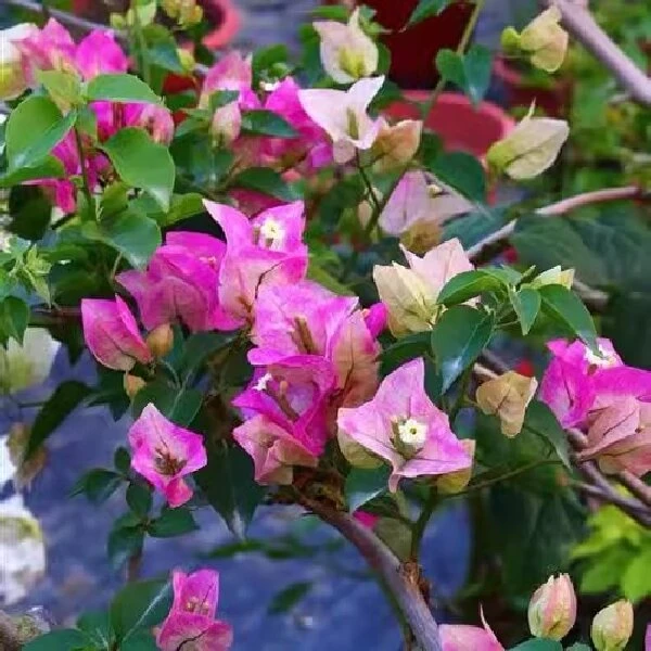 一物一拍三角梅带花发货四季开花