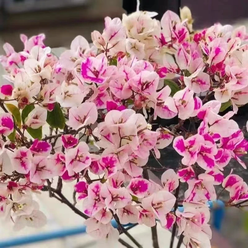 一物一拍带花发货四季开花