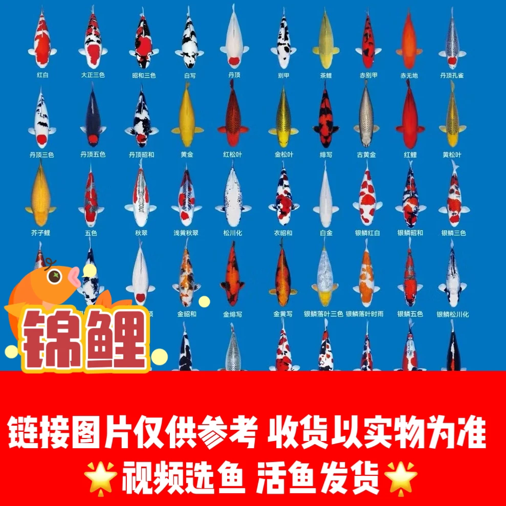 锦鲤鱼水族活体锦鲤（7号盆）
