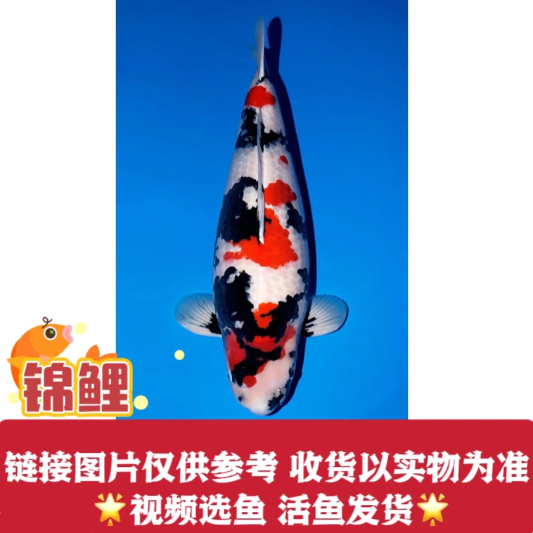 锦鲤鱼水族活体锦鲤