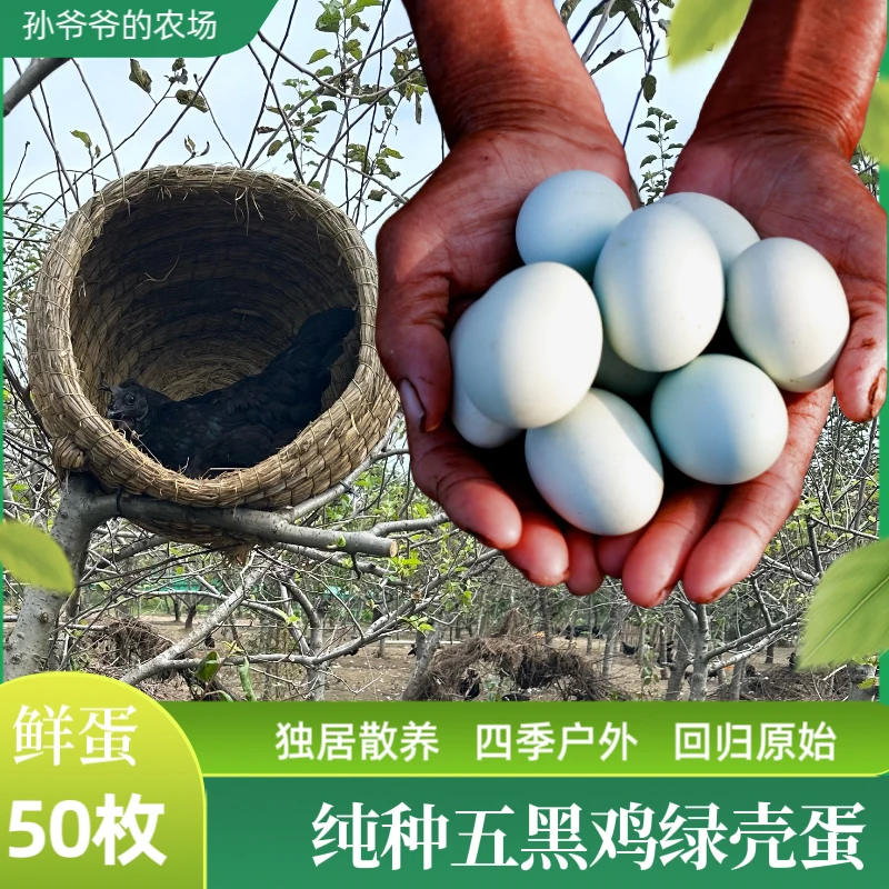 高山散养五黑鸡绿壳乌鸡蛋当日新鲜土鸡蛋营养蛋白质月子鸡蛋50枚