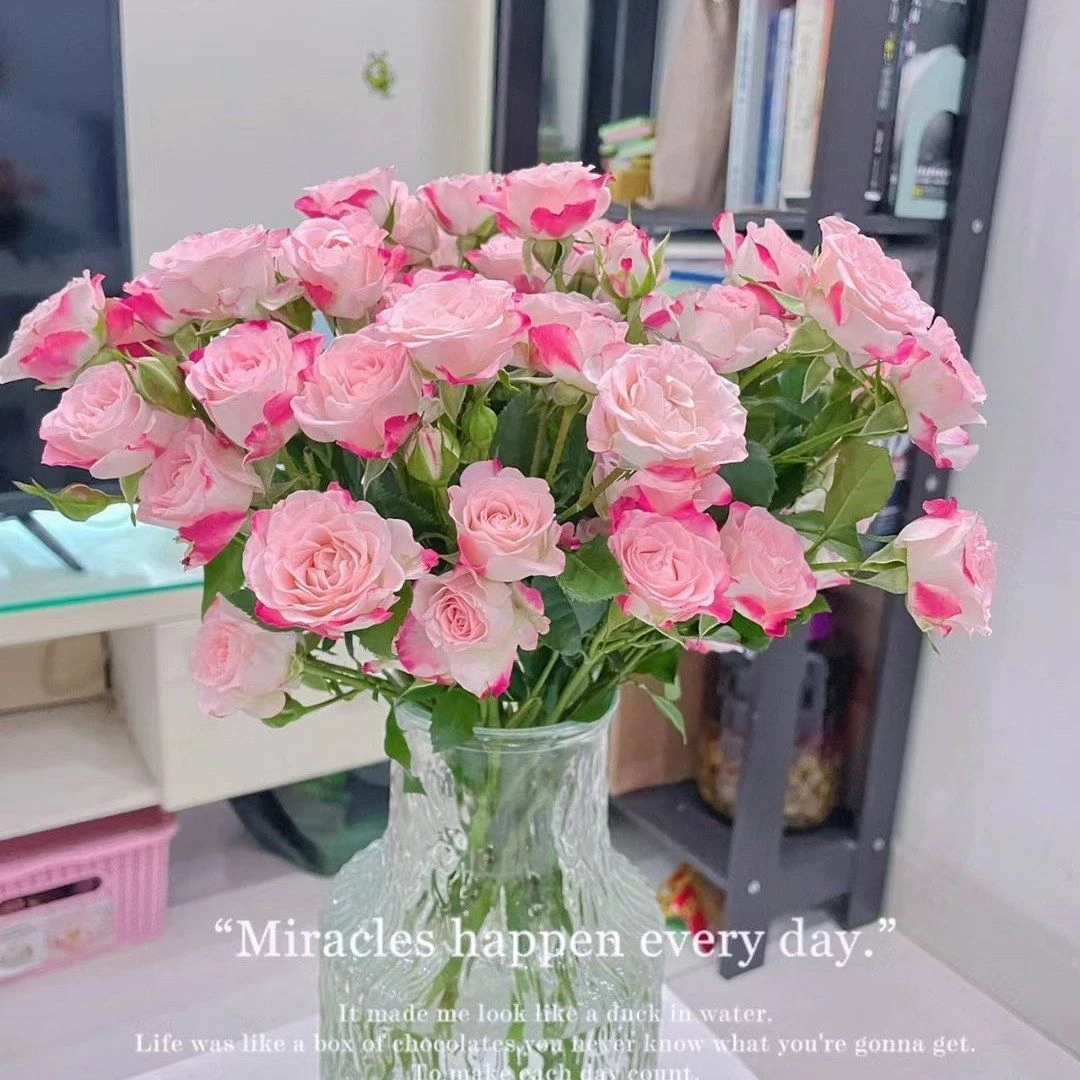 折射多头玫瑰泡泡家居家养1枝（满50元起送）