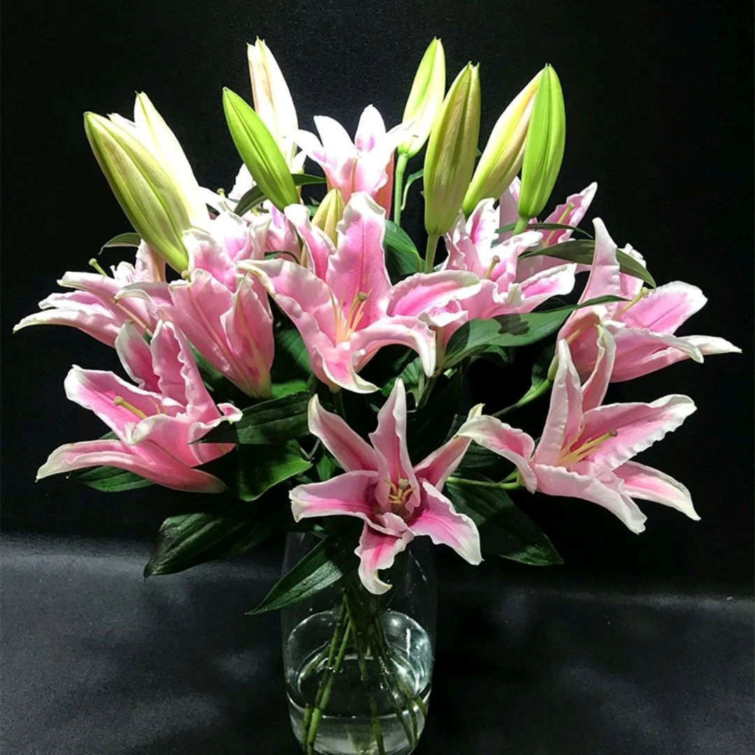 优质1枝多头粉百合家养鲜花，插花瓶，【一枝3朵花以上，发货默认花苞】不含花瓶和包装