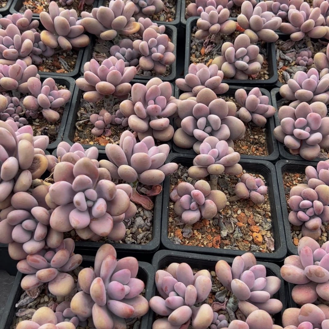 桃蛋小老桩多肉量拍