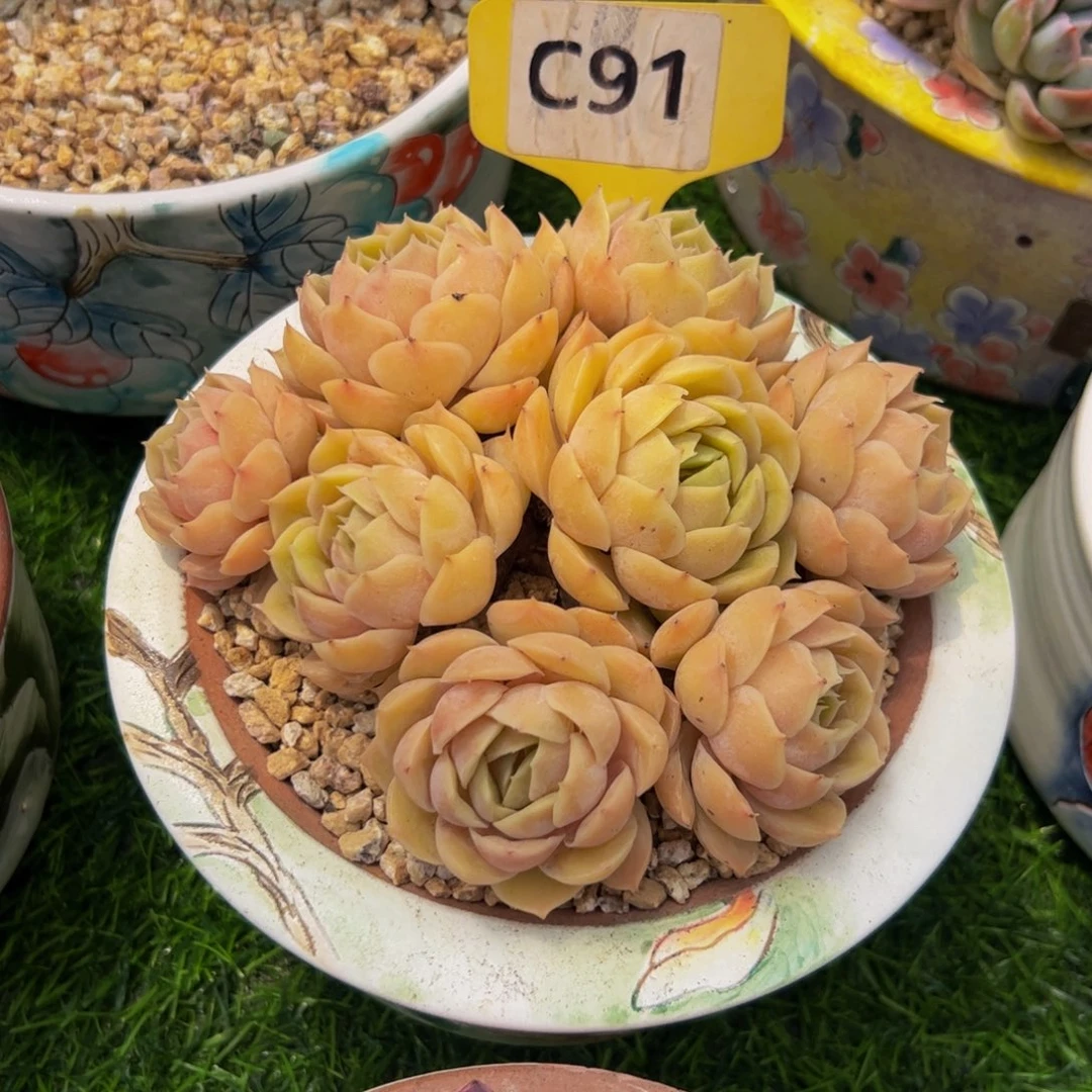 邵***.手捧花小老桩昂斯诺91