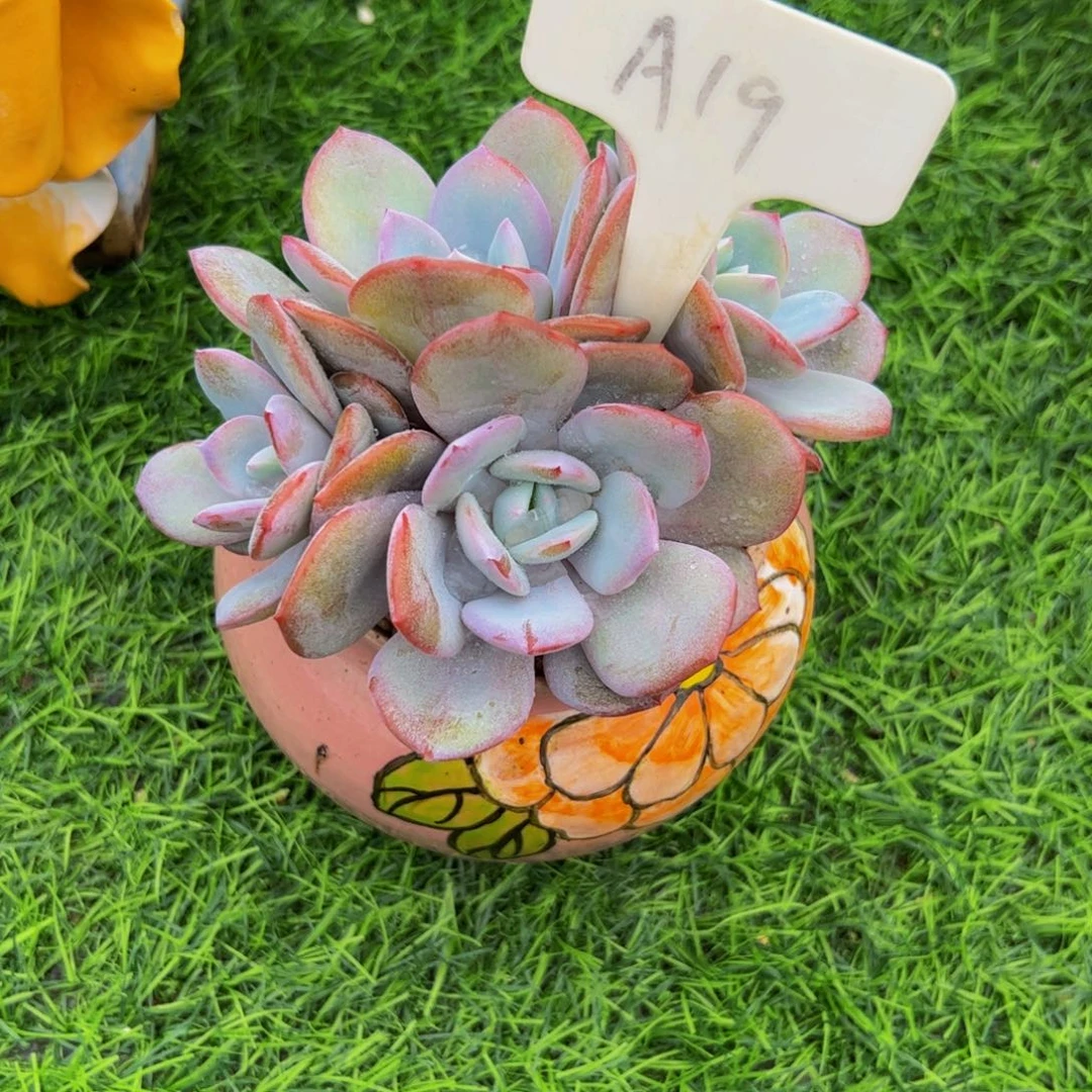 ?****！四头小老桩奶茶19