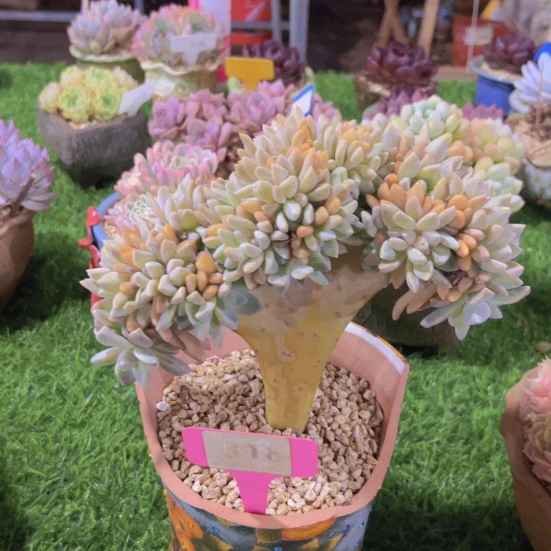 莲*淡雪缀花板子缀