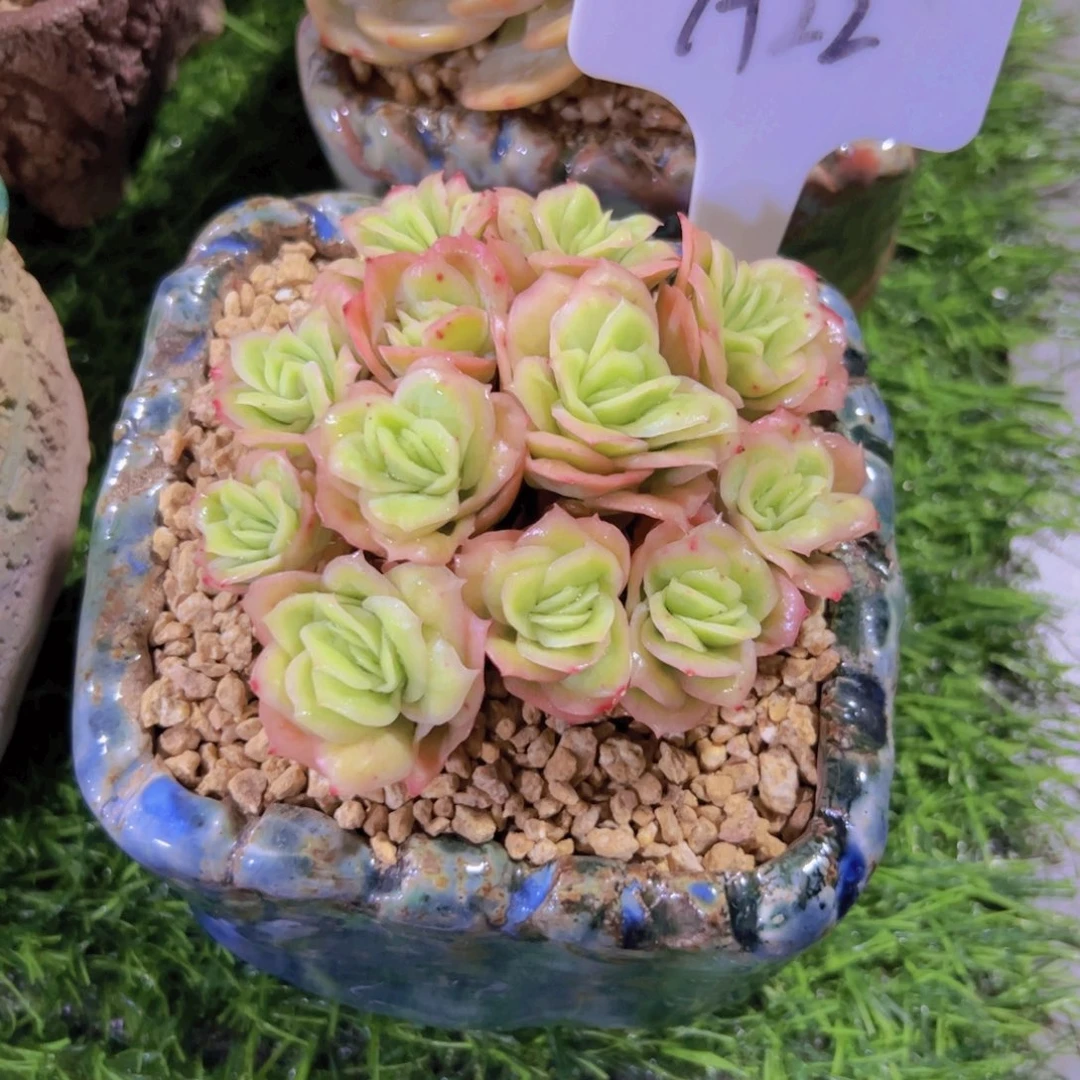 紫*冰玫瑰锦手捧花22