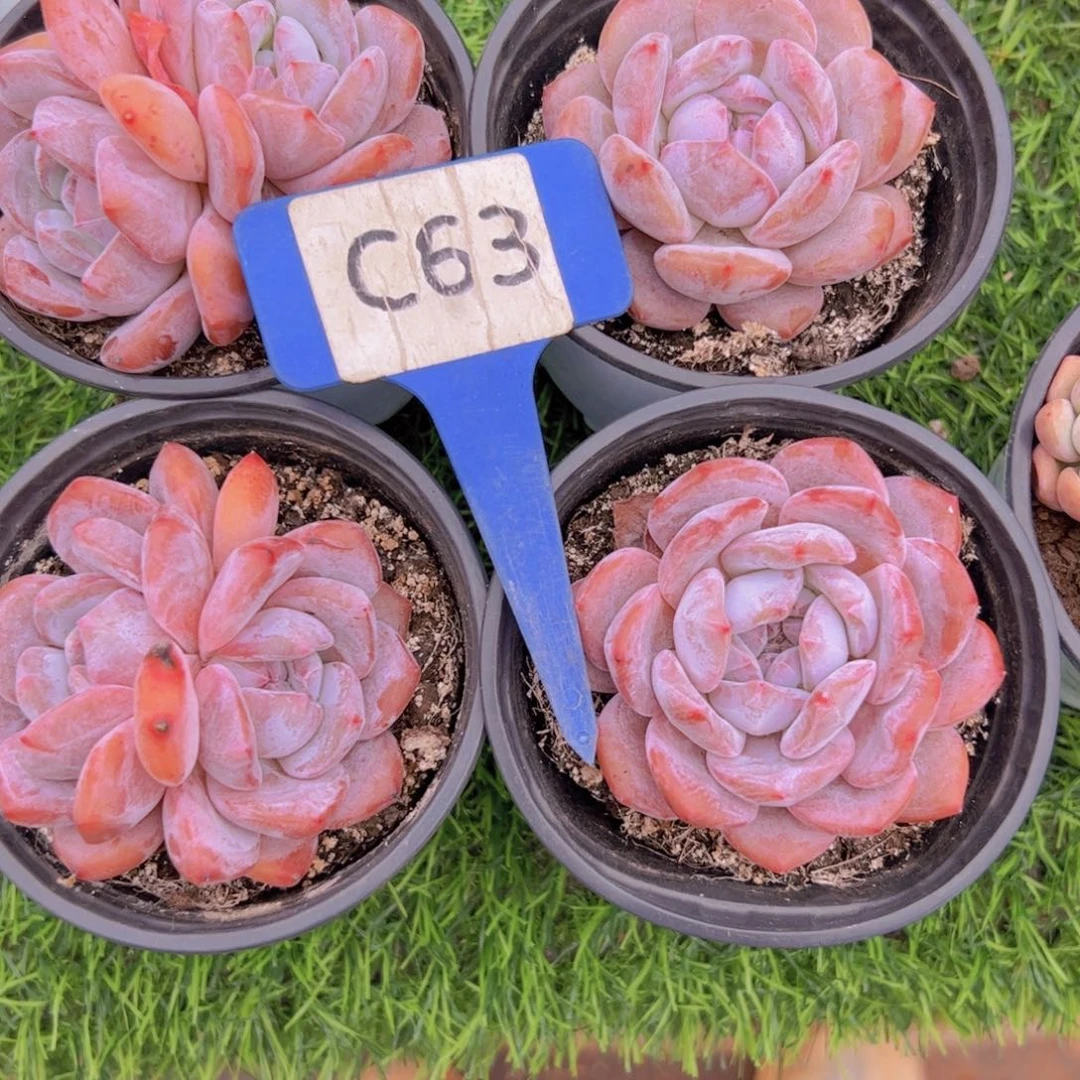 爱*肉健健康康快快乐乐