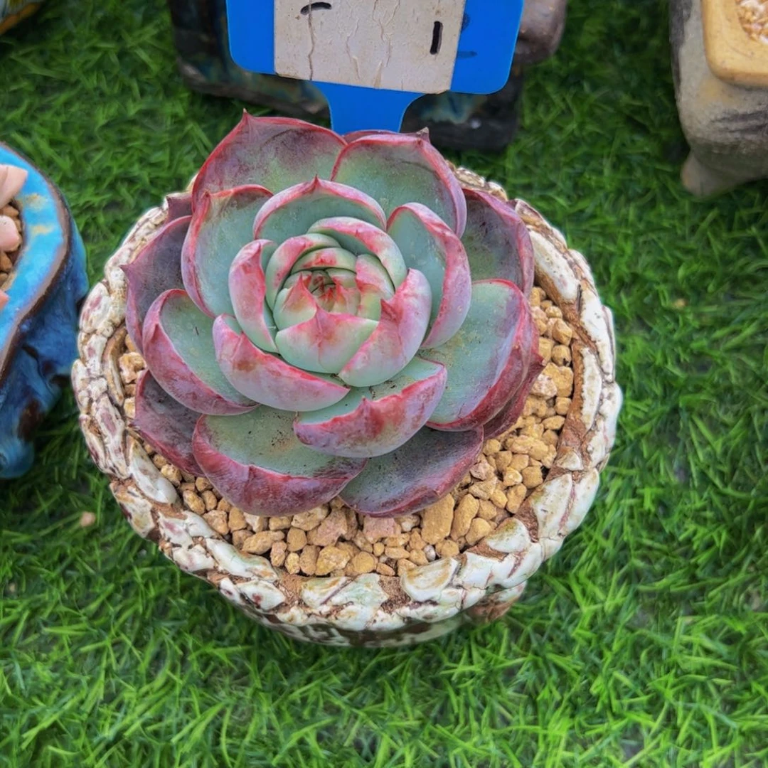 缥*风单头惊鸿仙子多肉植物