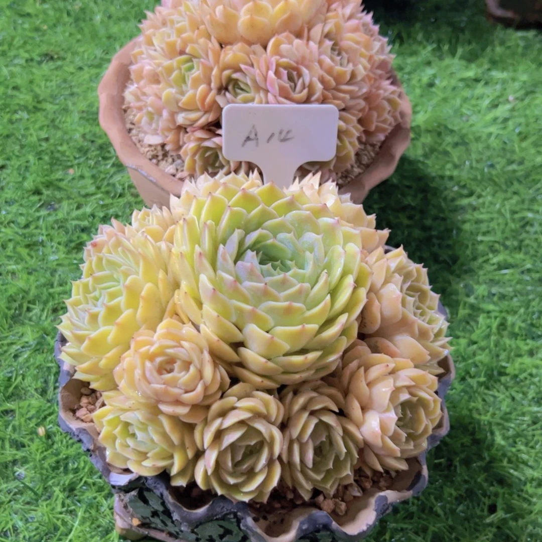 ?****天昂斯诺两颗一起14