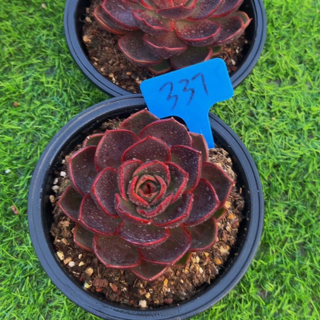 财**川红灯单头两颗一起337