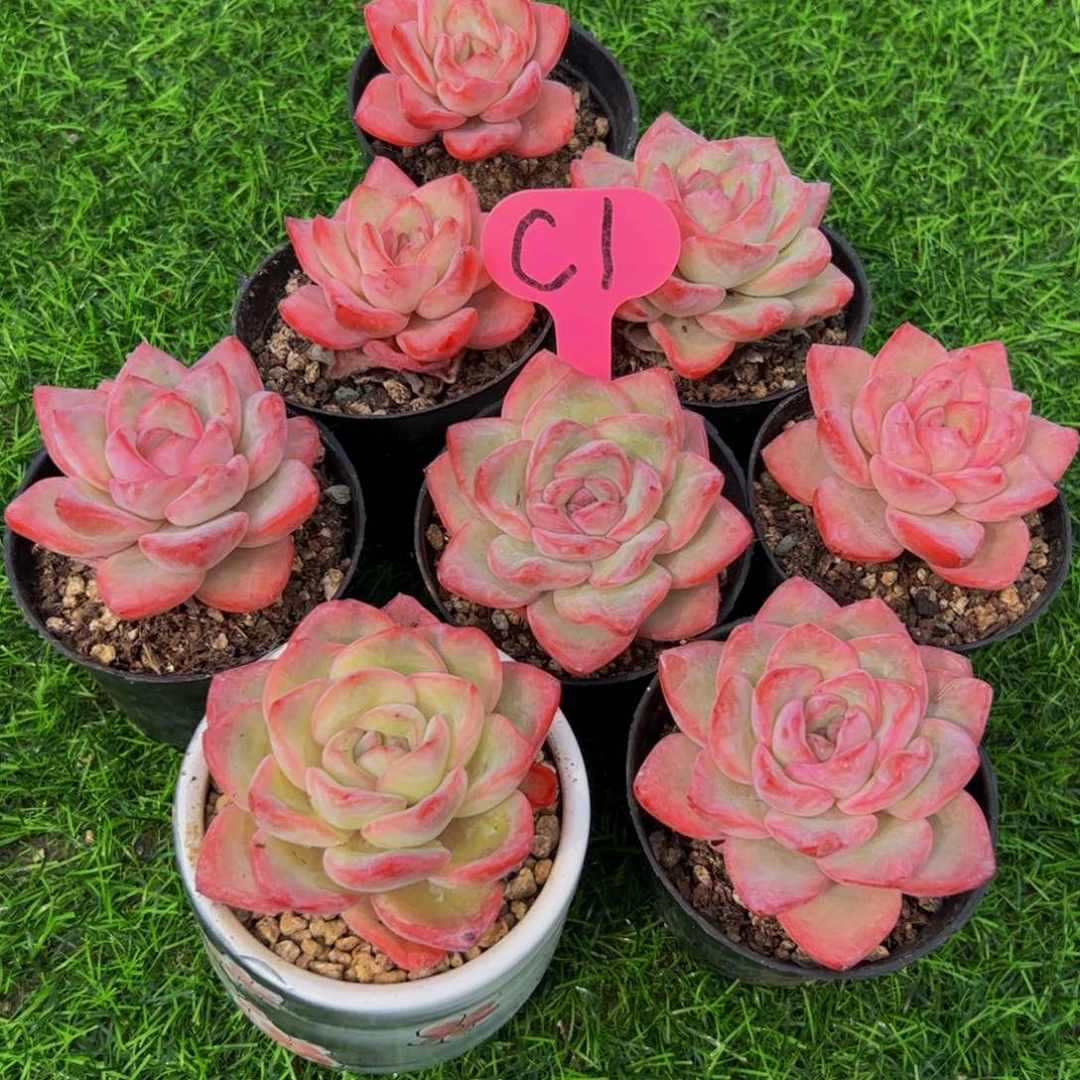 潇***肉8颗一起泡芙单头1号