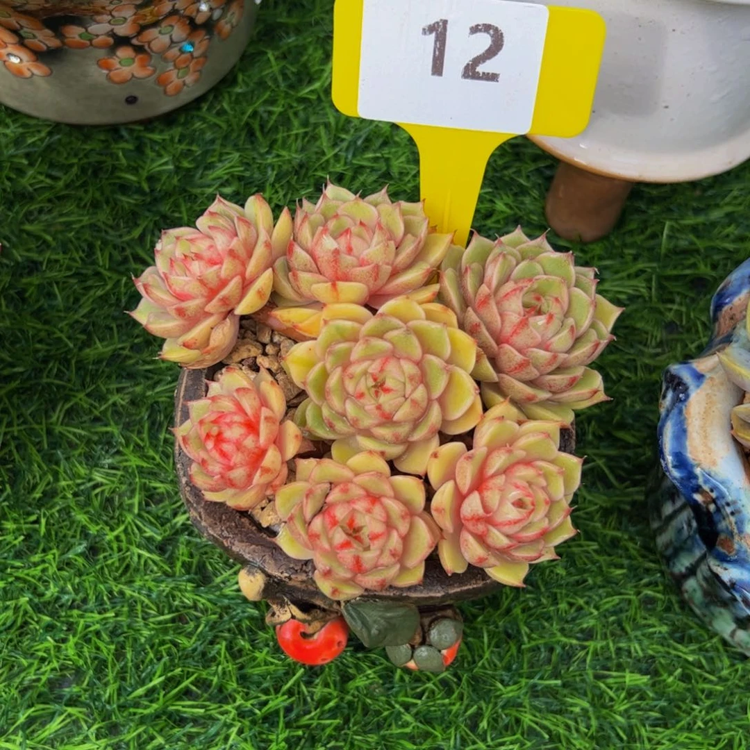 破***@黄金笨吧小老桩12号