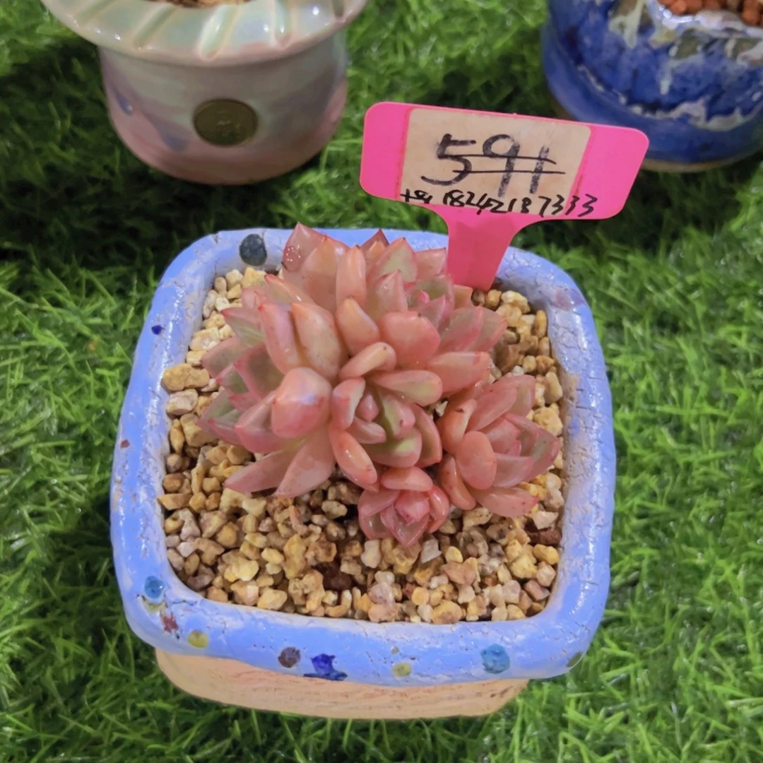 ?****小老桩香槟591