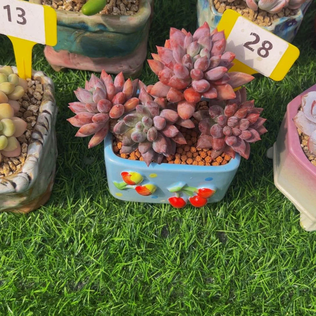 财****）所罗门小老桩28号