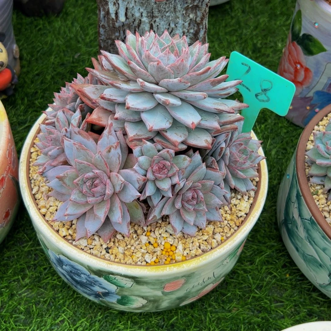 ?****A粉蓝鸟带盆28号多肉