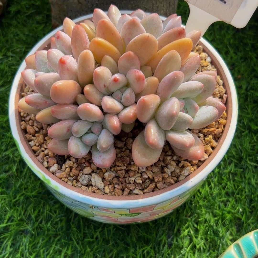 ༆****香水手捧花小老桩22号