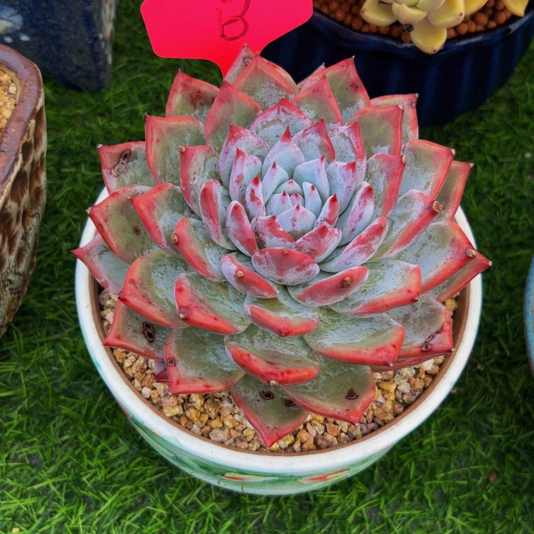 寒*单头野卡多肉植物