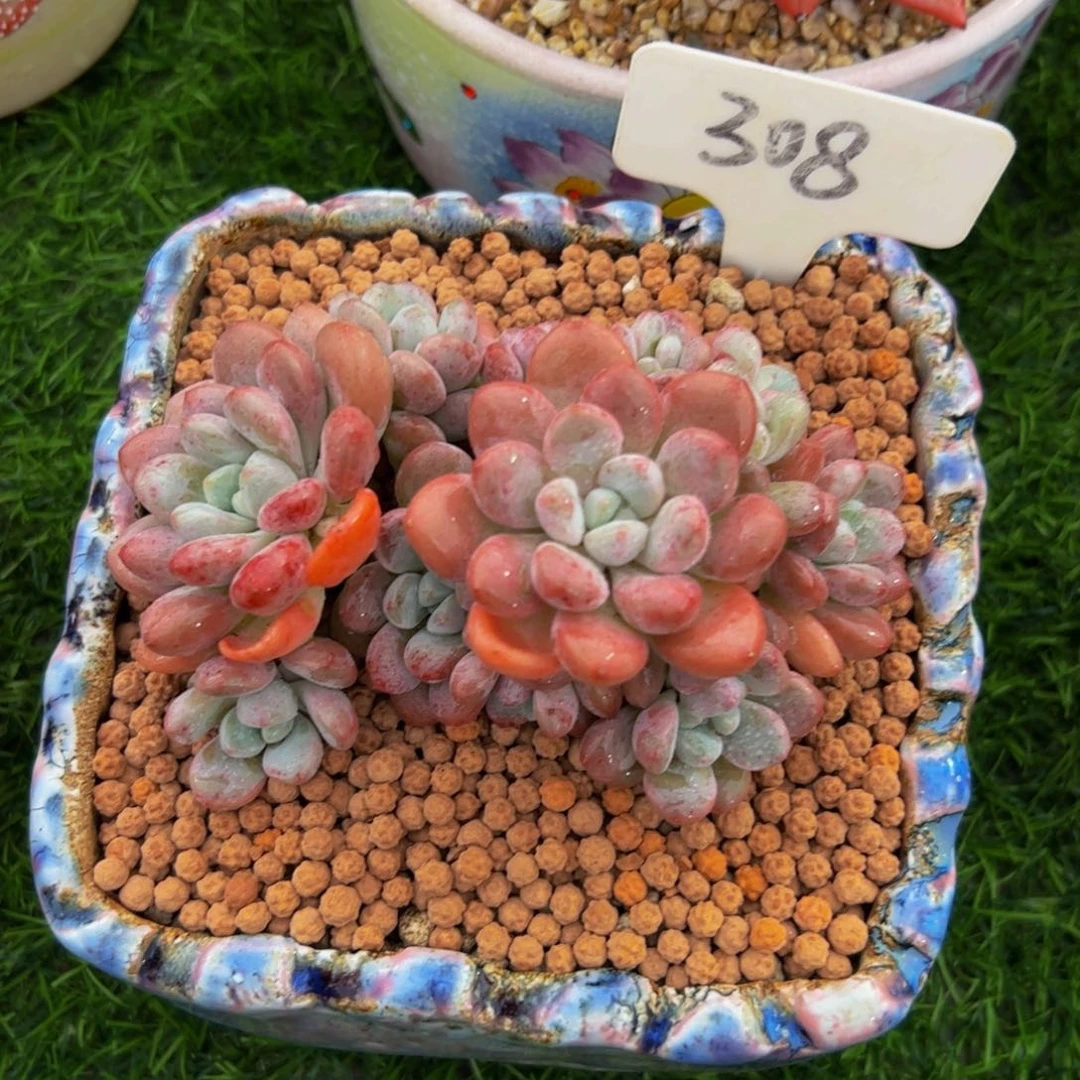 白露小老桩福利308号
