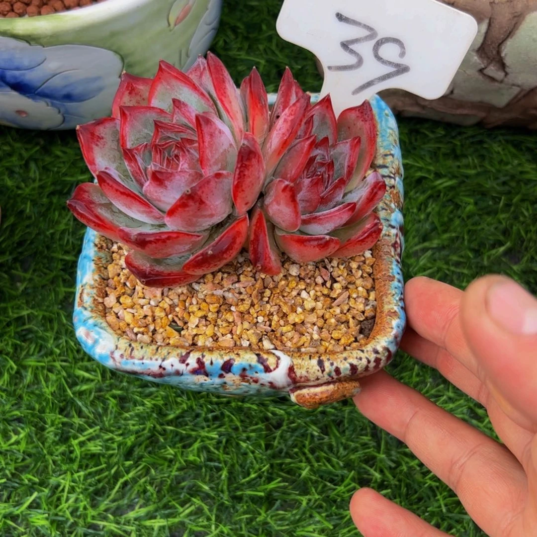 多**香双头红拉糖39号带盆