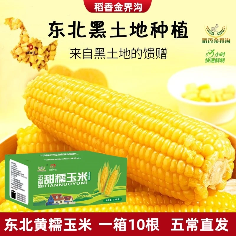 东北黄糯玉米240g-280g*10支软糯香甜饱腹代餐粗粮营养健康真空包