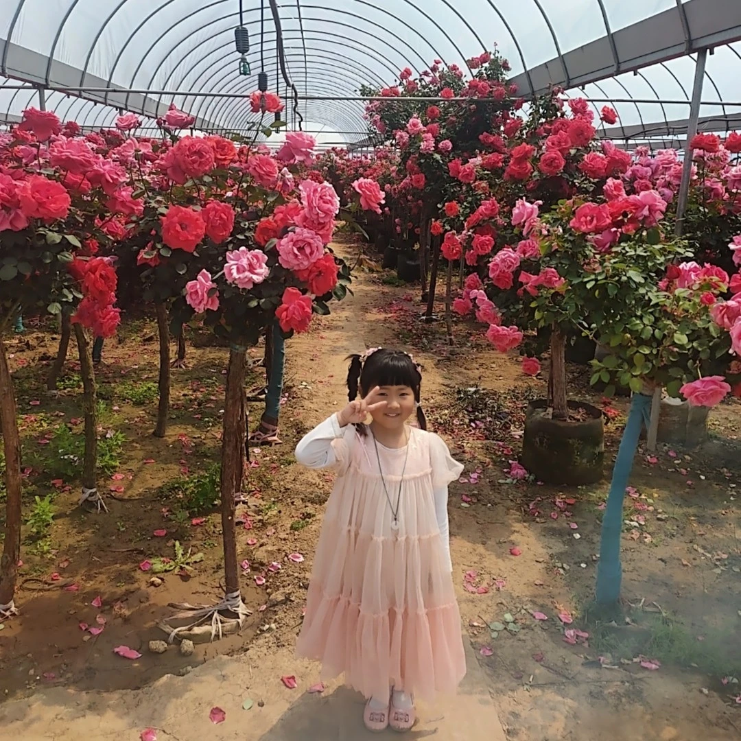浓香型大花月季,四季开花不断