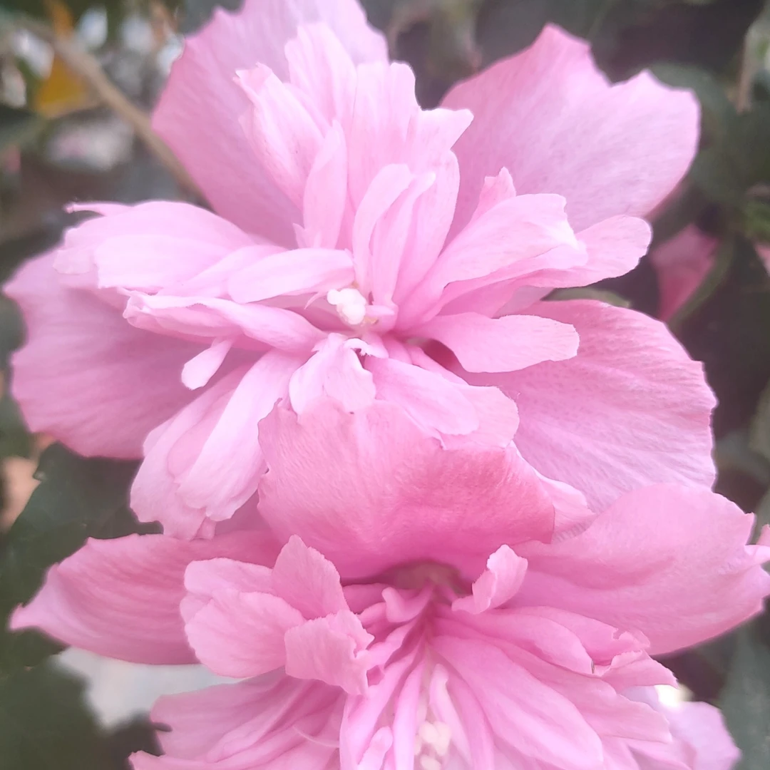 大花木槿牡丹木槿观花植物庭院种植别墅种植